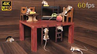 Cat TV happy & active mice hide & seek and enjoying picnic for cats to watch 8 Hour 4k 60fps