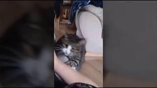 Cat Attack (Short)