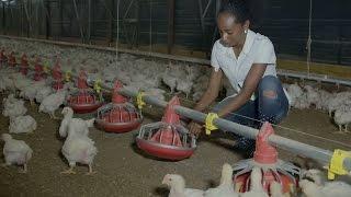 Solar Powers Chickens in Jamaica: Saving Money, Saving Energy