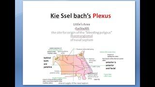 ENT KieSselBach's plexus Little area Anatomy Arteries Names Nasal Septum Blood Supply Nose Epistaxis