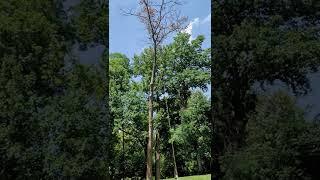 Adam Wingo, with Out on a Limb Tree Service, climbing a 90' tree.