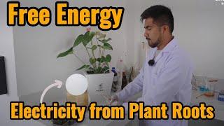 How Alinti Turns Photosynthesis Into Electricity