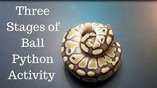 The Three Stages of Ball Python Activity - Benjamin's Exotics