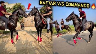 RAFTAR Or COMMANDO Ki Race Krwa Kr Dosti Krwa Di ( Itna Gussa ) 