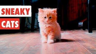 Sneaky Cats| Funny Cat Video Compilation 2020