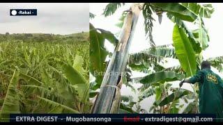 GRACE BWOGI FARMS (Episode one) - what you need to reap big in Matooke plantation #Extradigestshow