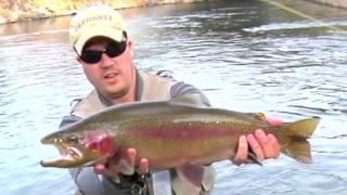 Truckee River Fly Fishing - Big Bow Midge'n