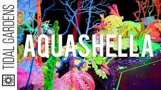 Aquashella Dallas 2019