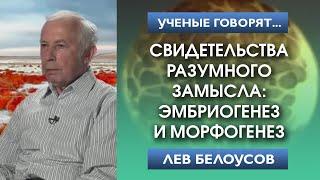 Свидетельства разумного замысла: эмбриогенез и морфогенез | Лев Белоусов. Разумный замысел в природе