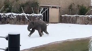 Houston Zoo animals discover snow for the first time