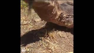 Monitor lizard destroys an angry rattle snake