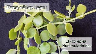 Блиц обзор сорта - Дисхидия Nummularioides