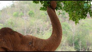 One Day With “Faa Mai” The First Born Free Elephant at Elephant Nature Park - ElephantNews