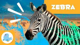 ZEBRAS  Animals for Kids  Episode 16