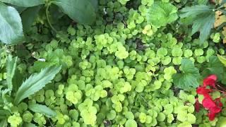 Plant review: Creeping Jenny, aka Lysimachia, for Solution Gardening