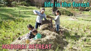 Self-Sufficiency, Forest Life, Rural Japan, Harvesting taro, yacon, ginger  Thinning cypress trees