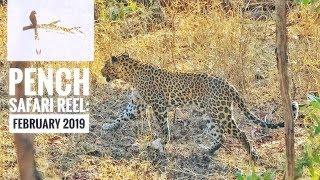 Pench National Park Safari Vlog - Wilderlust Expeditions