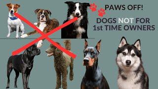 Dog Breeds NOT for 1st Time Dog Owners