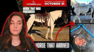 NEVER BUY HORSES FROM HORSEBID.COM