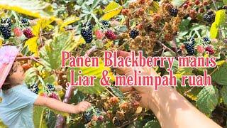 Panen Blackberry Manis, Liar & Melimpah Ruah di taman Tooting Bec London