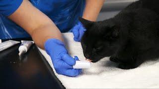 How to clean your cat's teeth | Feline dental care