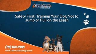 Safety First: Training Your Dog Not to Jump or Pull on the Leash | Off Leash K9 Training, Georgia