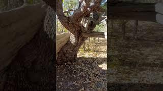 FOR THE BEAUTIFUL-DUALITY!!! #wilsontrail #coconinonationalforest #sedona #hikingaddict #tree