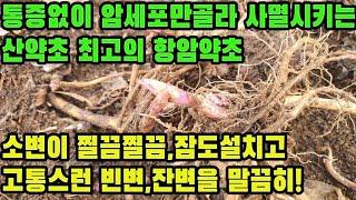 머위(봉두근)―산약초 중 가장 탁월한 암세포 억제작용! 병의 근원이 되는 몸속의 염증을 가라앉히며, 전립선비대증을 치료하는 등 중장년에게 꼭 필요한 약초