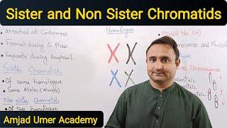 Chromatids | Sister and Non sister Chromatids | Chromosomes