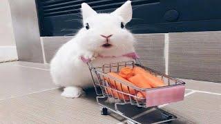 Funny and Cute Baby Bunny Rabbit Videos - Baby Animal Video Compilation (2020)