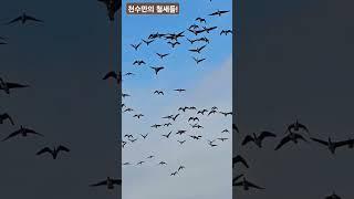 천수만  철새들의 비상