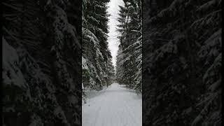 Заснеженный лес