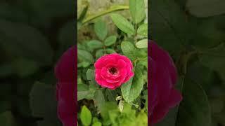 Rose/#pinkcolour rose/Miniature rose#miniaturerose #shotrs #flowers #minirose