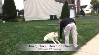 2 Yr. Old GSD (Melekh) | Best Dog Trainers in Richmond! | Dog Training Richmond Virginia