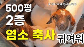 500두 염소 키우는 500평 2층 염소목장 축사 둘러보기