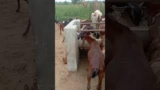 Evening time #goat #goatfarming #animals #goatfarm #farming