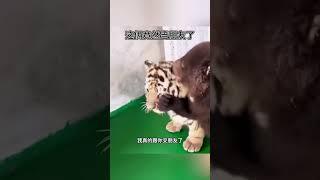 好可爱呀，他两竟然当朋友了#搞笑配音 #解压 #有趣的动物 #funny