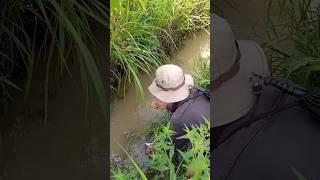 melepaskan ikan nila merah yang ada dikolam ke sungai #short #dkyprasetyoo