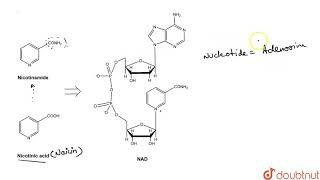 Coenzyme nicotinamide adenine dinucleotide (NAD) and NADP contain the vitamin niacin.