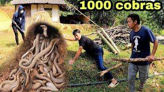 The man panicked when he discovered a king cobra crawling on the roof