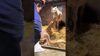 Newborn baby horse takes first steps!  Watching this little colt learn to stand is just magical!