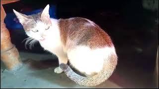 MY FARM CAT SAD MOMMENT CAPTURE  MY CAMERA  VLOGS jenia vlog