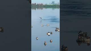 Teal duck Shooting short #hunting #birdhunting #shortsfeed