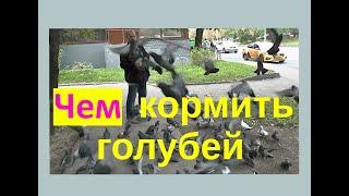 Чем кормить уличных голубей!