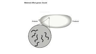 Body axis formation in drosophila | dorsal ventral axis formation drosophila | Shomu's Biology