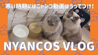 【猫動画】寒い時期にはニャンコ動画がうってつけ〜にゃんともパレード〜#猫動画#猫#415