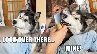 Husky Tricks Him Into Looking Away To Take His Sausage Roll!