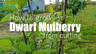 How to grow Dwarf Mulberry from cutting