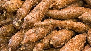 13 Surprising Health Benefits of Cassava