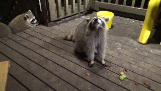 Wednesday 25th Sept  Eighteen Raccoons Tonight